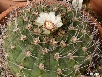 Gymnocalycium stuckertii JL2030 ex Falk.JPG